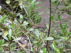 Gerygone magnirostris