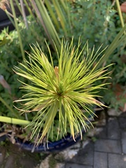 Cyperus papyrus