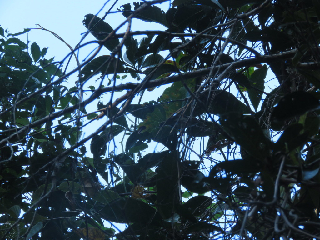 Tropical Scrubwren from Lockhart QLD 4892, Australia on July 7, 2017 at ...