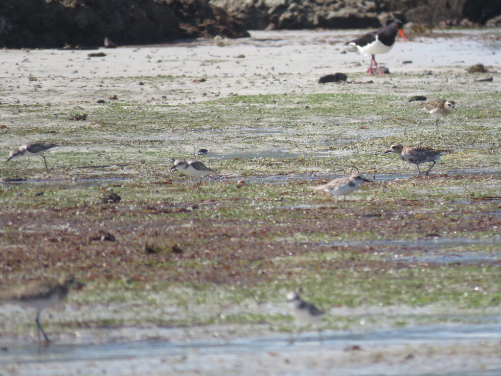 Pacific Golden-Plover from Lockhart QLD 4892, Australia on July 7, 2017 ...