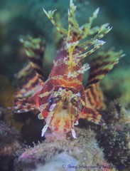 Dendrochirus brachypterus