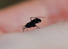 Lachnus tropicalis