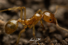 Aphaenogaster pythia