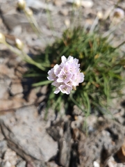 Armeria ruscinonensis