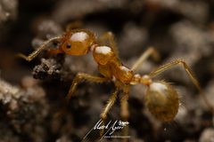 Aphaenogaster pythia