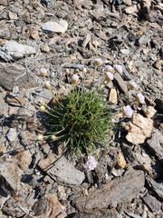 Armeria ruscinonensis