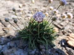 Armeria ruscinonensis