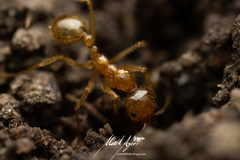 Aphaenogaster pythia
