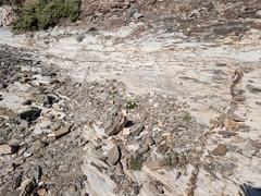 Armeria ruscinonensis