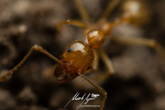 Aphaenogaster pythia