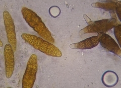 Prosthemium betulinum