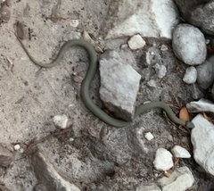 Elapognathus coronatus