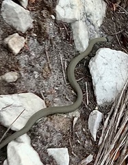 Elapognathus coronatus