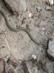 Elapognathus coronatus