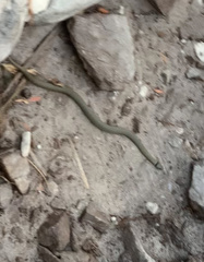 Elapognathus coronatus