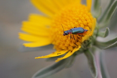 Clanoptilus abdominalis