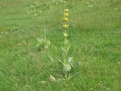 Gentiana lutea lutea