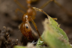 Aphaenogaster pythia