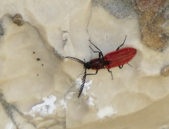 Anostirus purpureus
