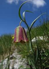 Fritillaria messanensis