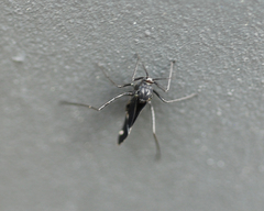 Lachnus tropicalis