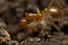 Aphaenogaster pythia