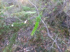Hakea ruscifolia