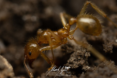 Aphaenogaster pythia