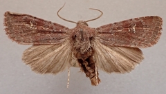 Ichneutica hartii