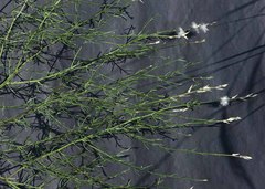 Sericorema remotiflora