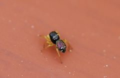 Heliophanus ussuricus