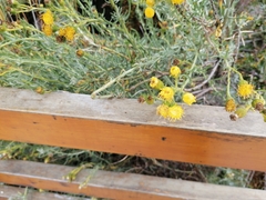 Senecio patagonicus