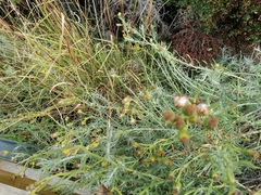 Senecio patagonicus