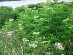 Sambucus canadensis