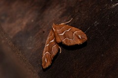 Chaetolopha leucophragma