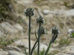 Pilosella cymosa