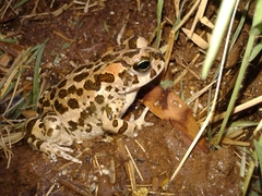Bufotes boulengeri