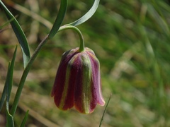 Fritillaria messanensis