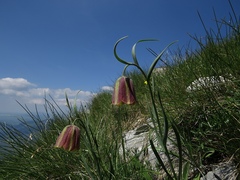 Fritillaria messanensis