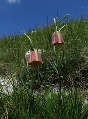 Fritillaria messanensis