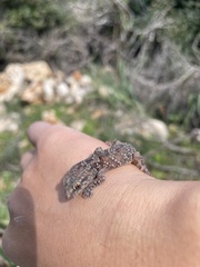 Hemidactylus turcicus