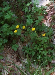 Ranunculus tuberosus