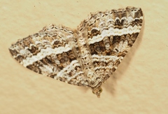 Chrysolarentia subrectaria