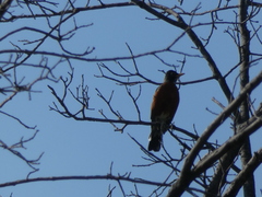 Turdus migratorius