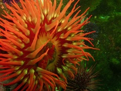 Urticina piscivora