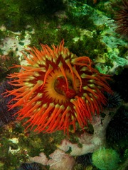 Urticina piscivora