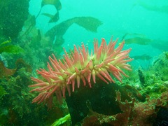 Urticina piscivora
