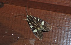 Mimeusemia centralis