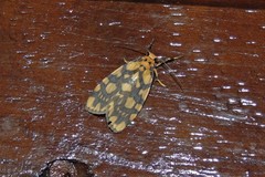 Miltochrista quadrilineata
