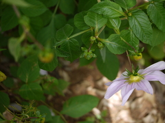 Dahlia imperialis